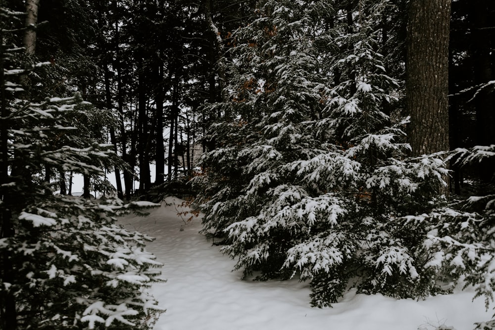 snow covered trees and field