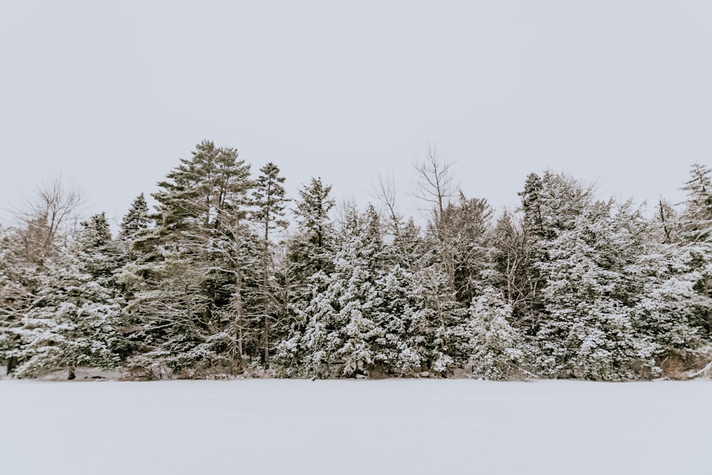 snow-covered trees during daytime