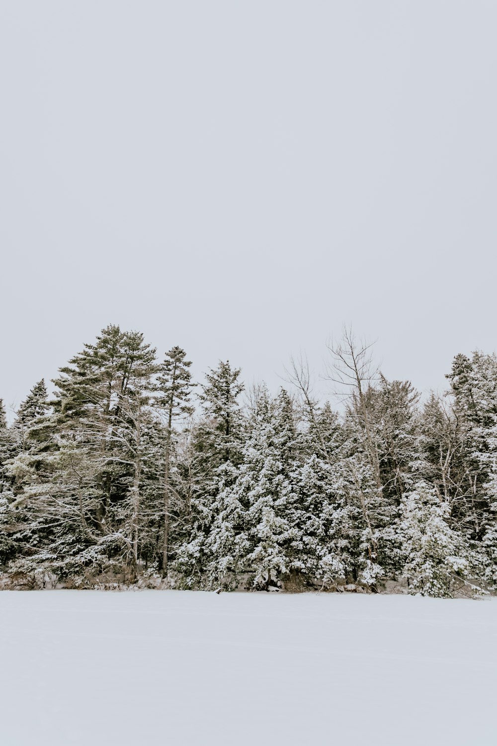 trees covered with snow