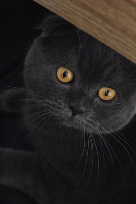 保護動物の様子2