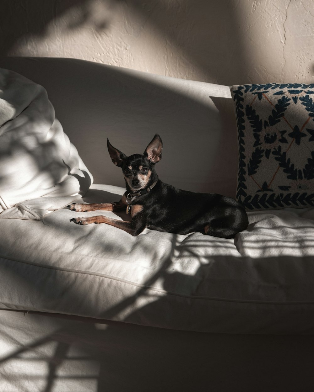 short-coated black and brown puppy