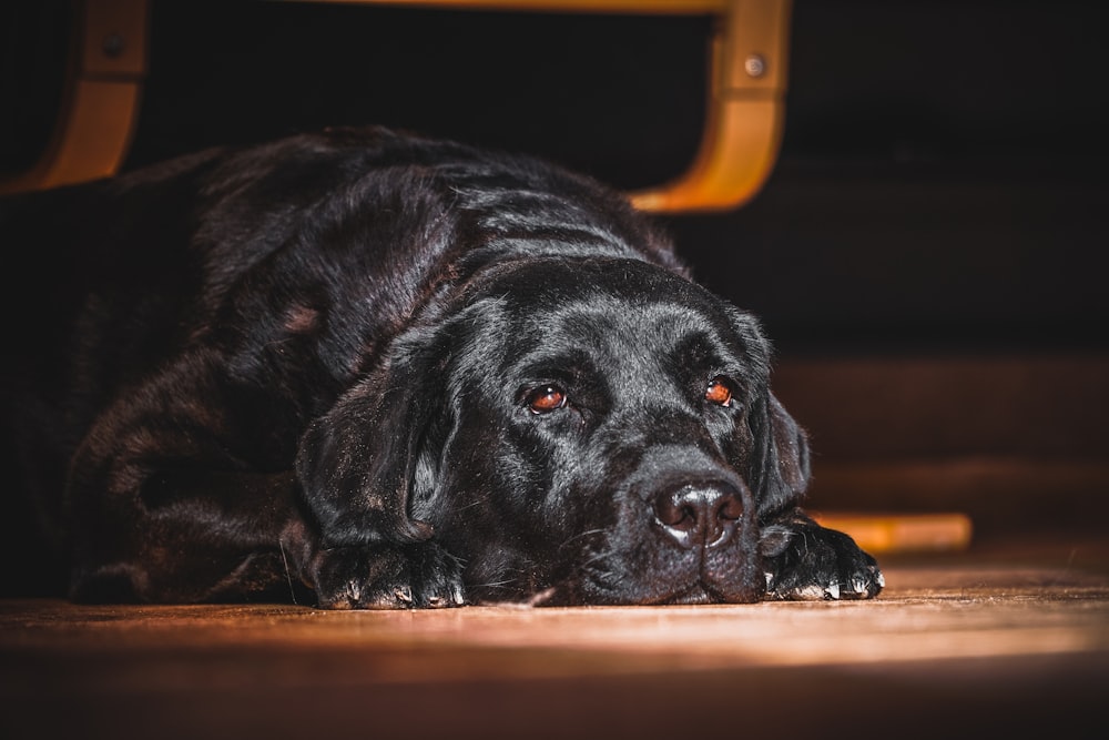 adult black Labrador retriever lying on the parquet floor