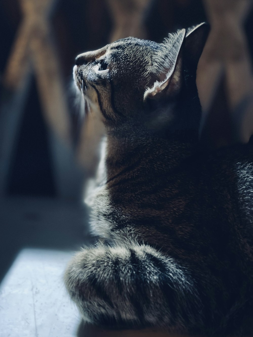 brown tabby cat on gray surface