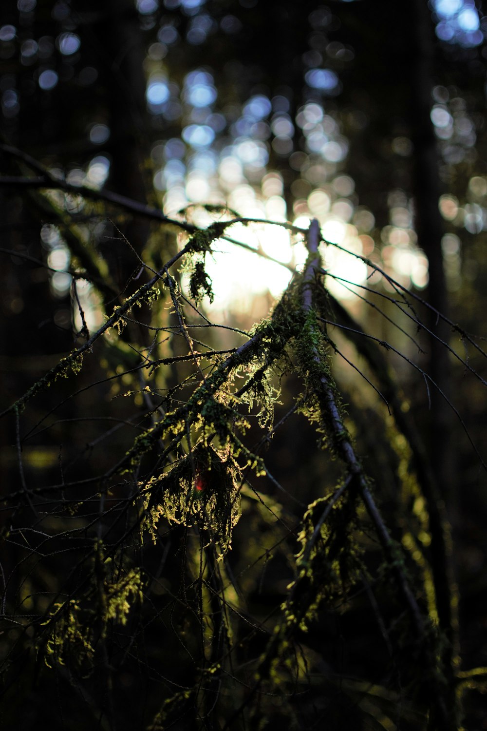 green leafed plant