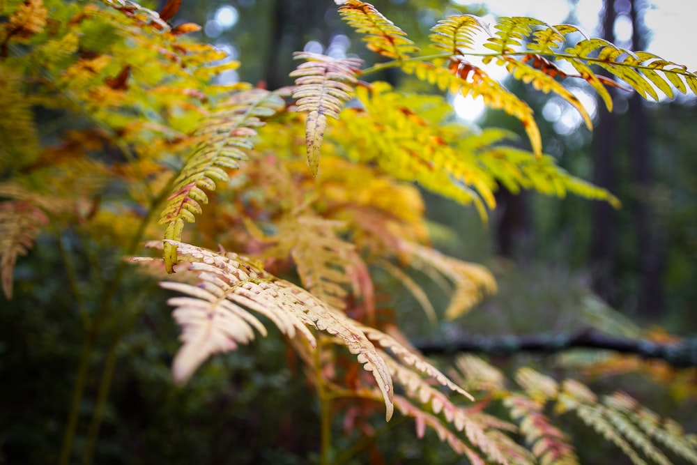 green fern plant