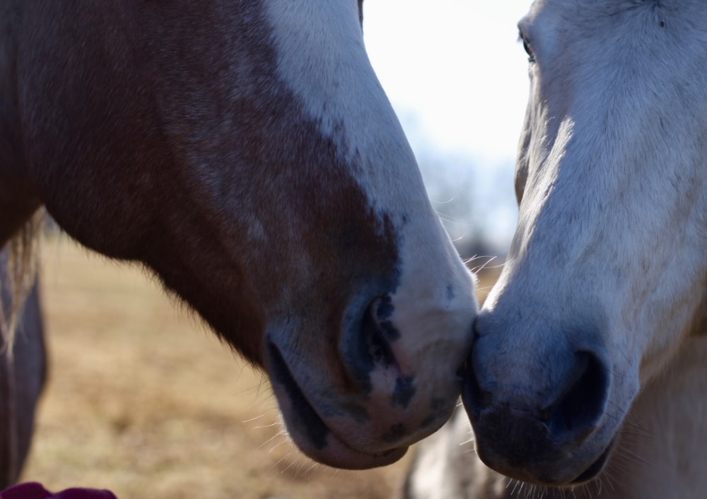 two horses