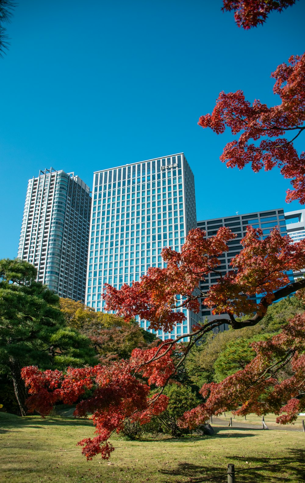photo of city building and trees