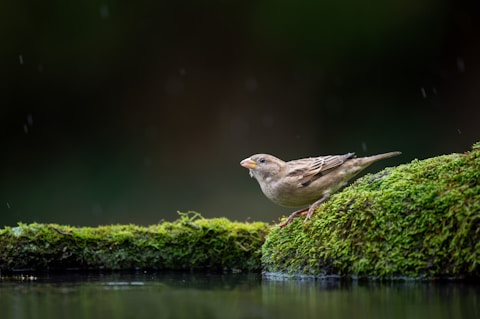 bird perching on mossy rock near water