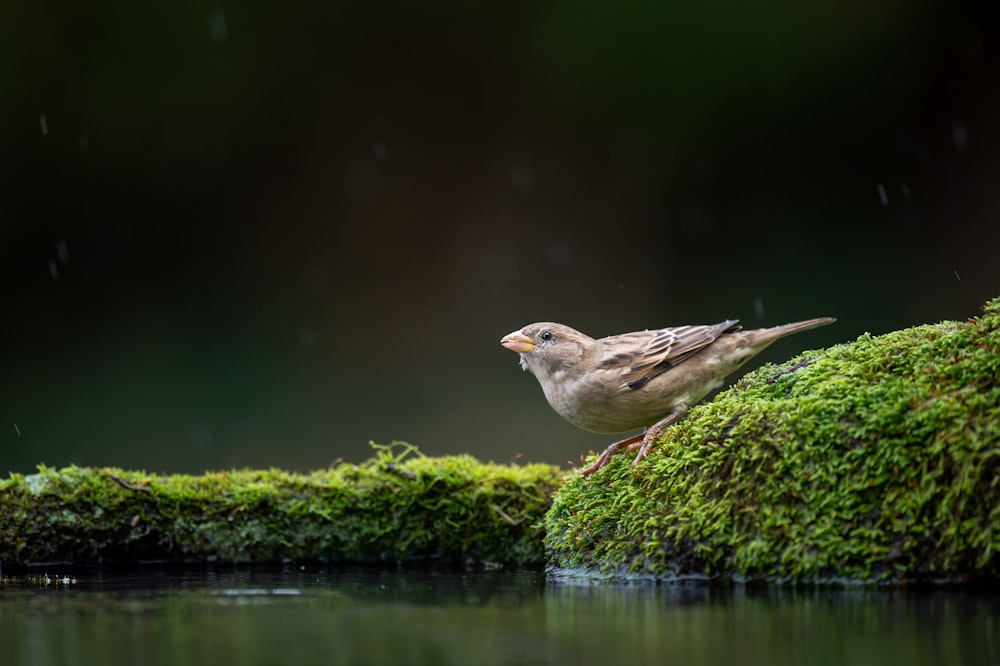 bird perching on mossy rock near water