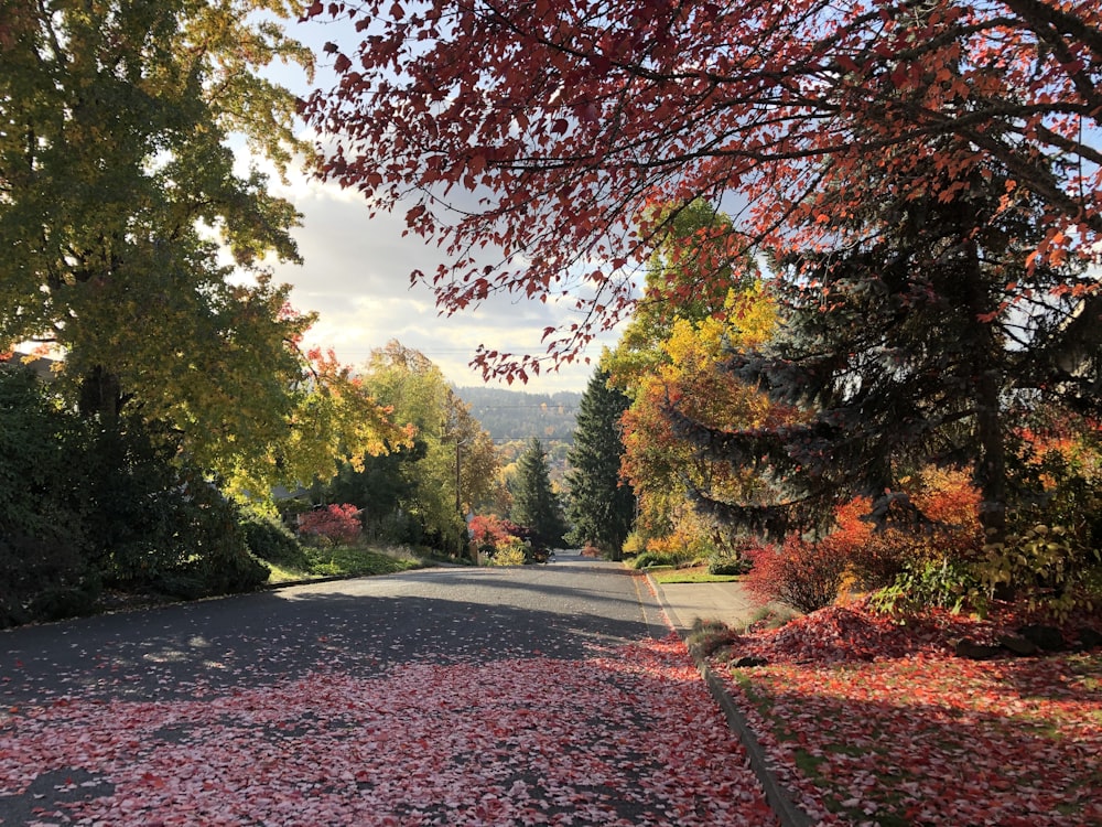 pink leaves on road during daytime