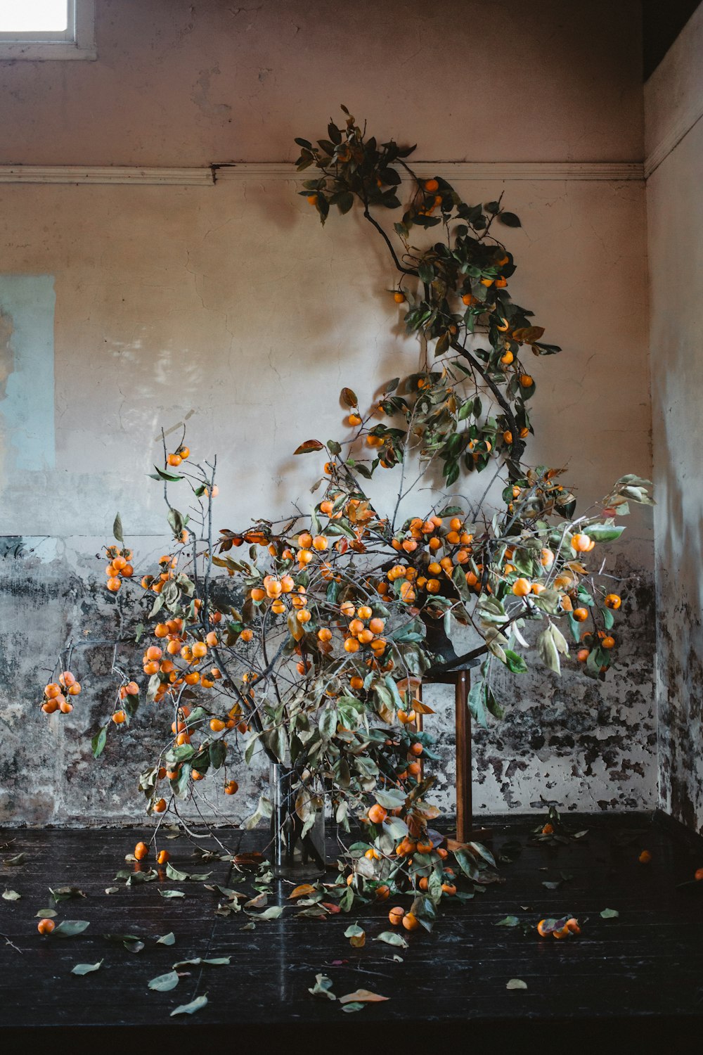 a tree with oranges growing out of it