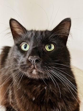Close-up of a well-groomed cat with shiny fur and bright eyes.