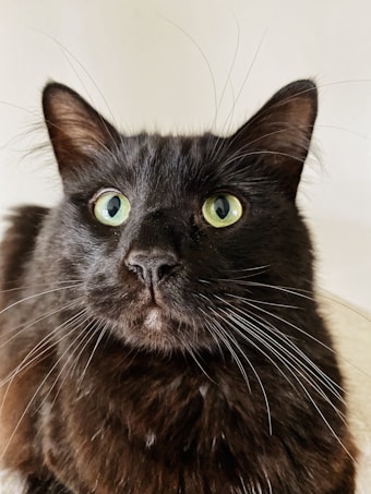 A close-up of a black cat with striking green eyes and long whiskers. The cat's fur appears fluffy and well-groomed, and it is gazing directly ahead with an alert and curious expression.