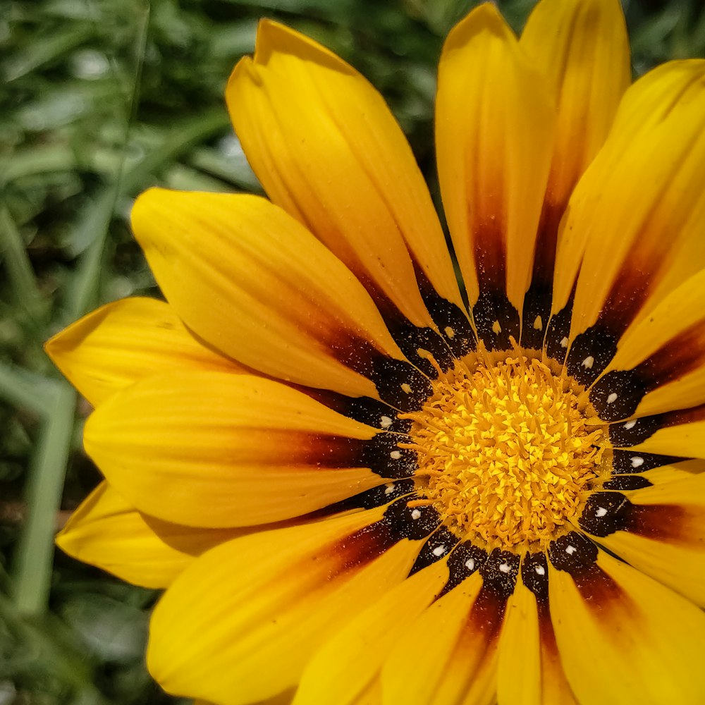 yellow-petaled flowers