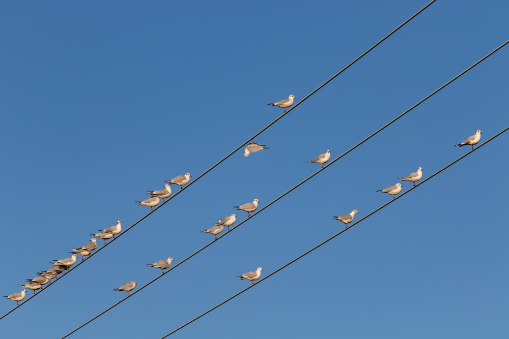 flock of birds perching on wires
