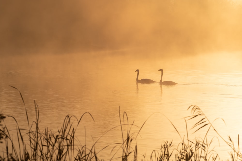 two swans on pond