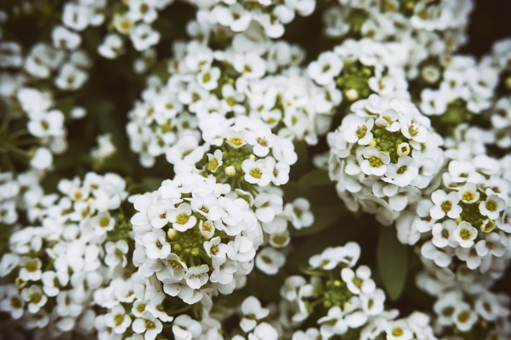 flores blancas en racimo durante el día