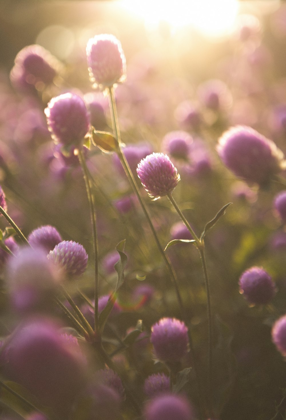 purple flowers during daytime