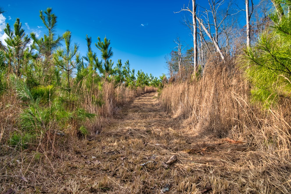 green trees in forest