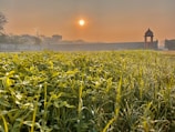 Sunrise over lush green fields at Kanvir Farm in Jamnagar.