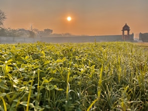 The lush green campus grounds bathed in morning sunlight.