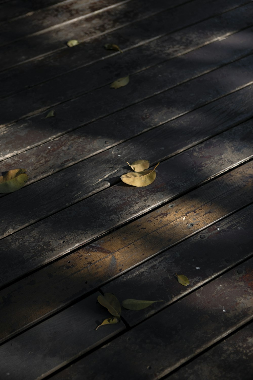 dried leaf on brown wooden boardwalk