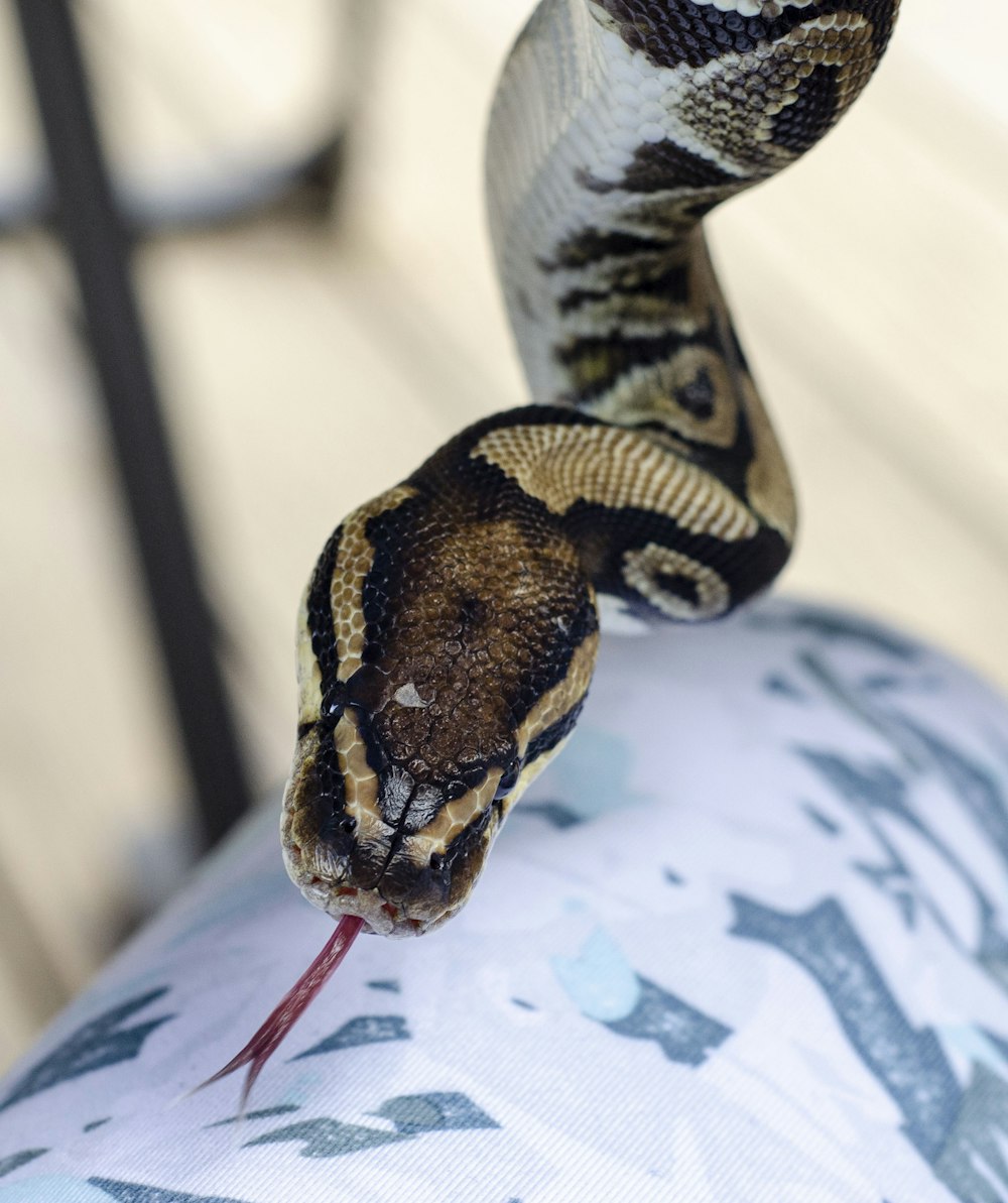 brown and beige snake