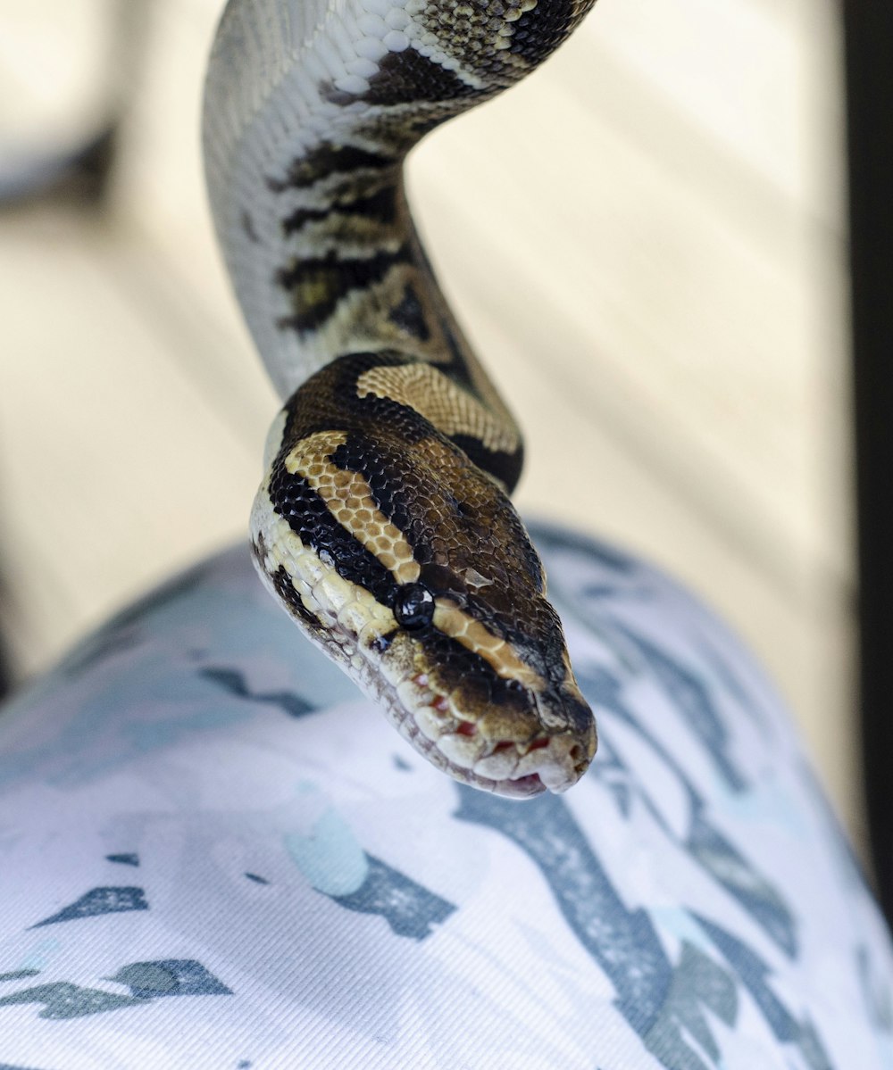 brown and gray snake