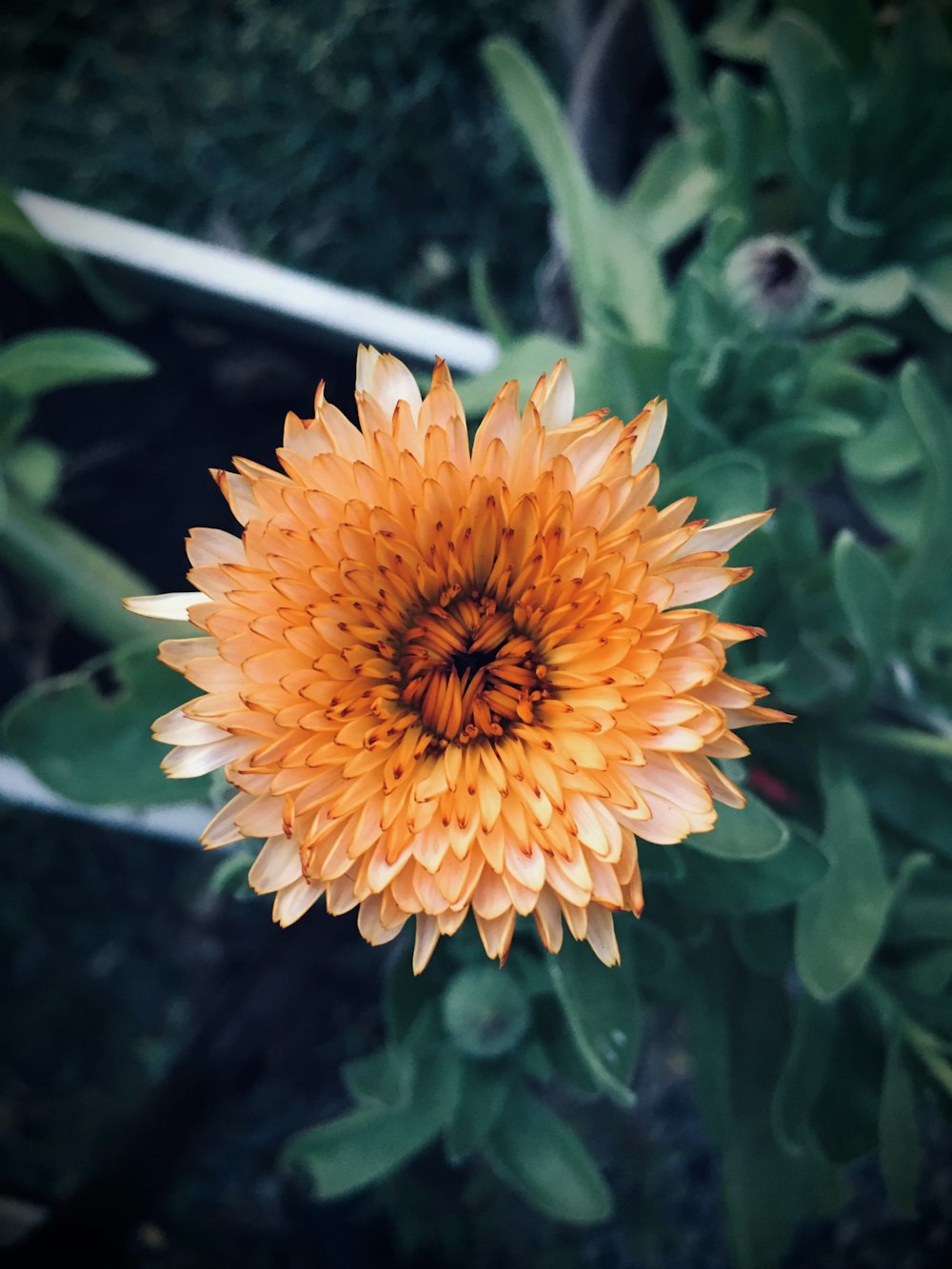 photo of yellow flower