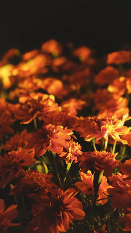 A bright yellow and orange marigold flower wall glowing under soft event lighting.