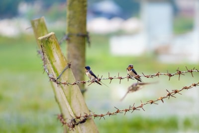 two white-and-black birds on barbwires during daytime