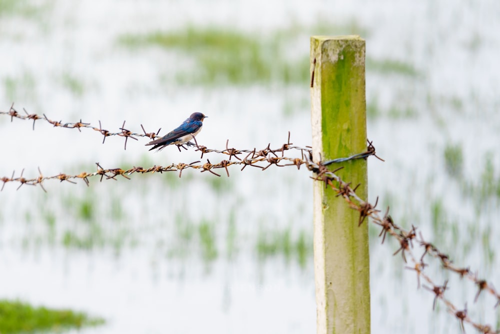 pájaro azul en alambre de púas