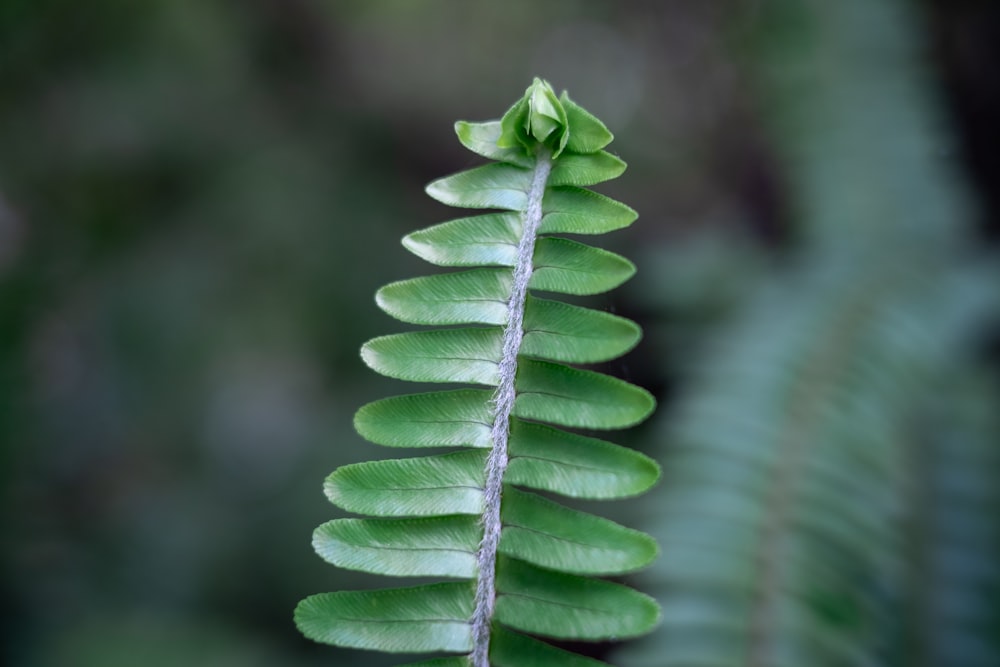 close-up photography of green fern
