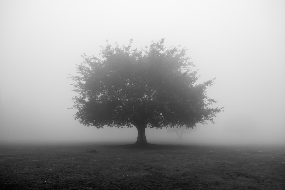 tree grayscale photo