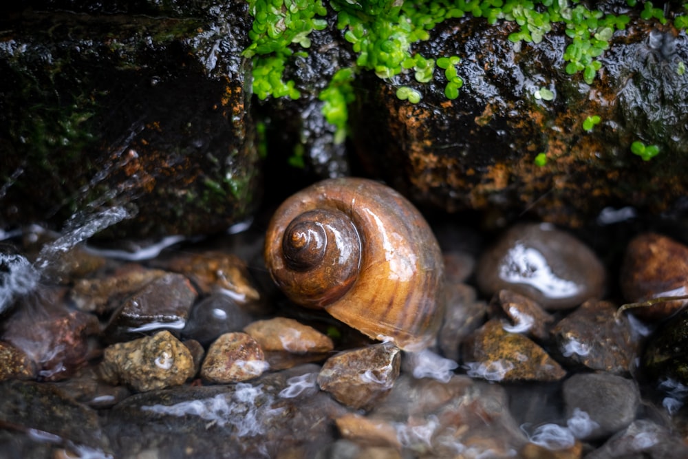 brown snail on pebbles