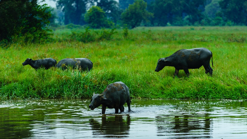 four black water buffalo near body of water during daytime