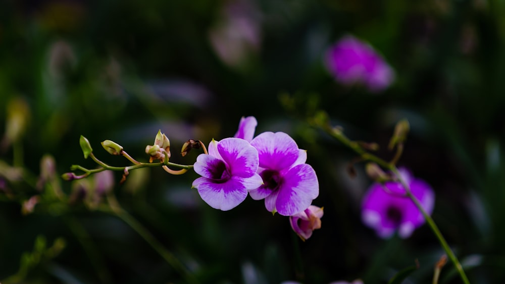 purple orchid flower close up photo