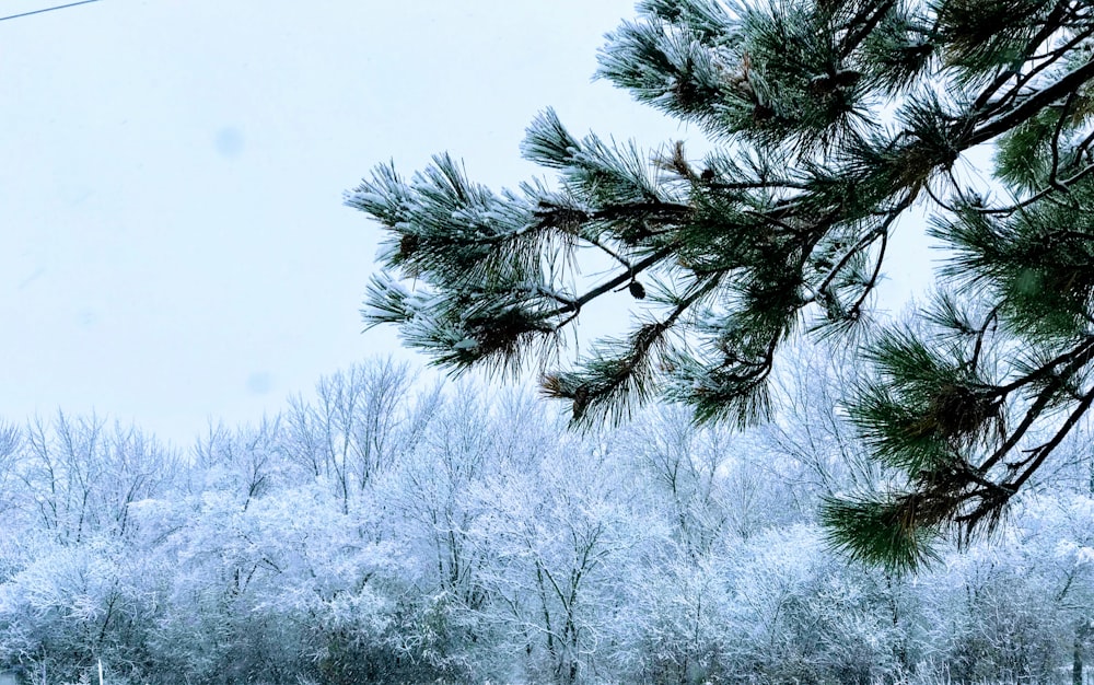 green pine tree during daytime