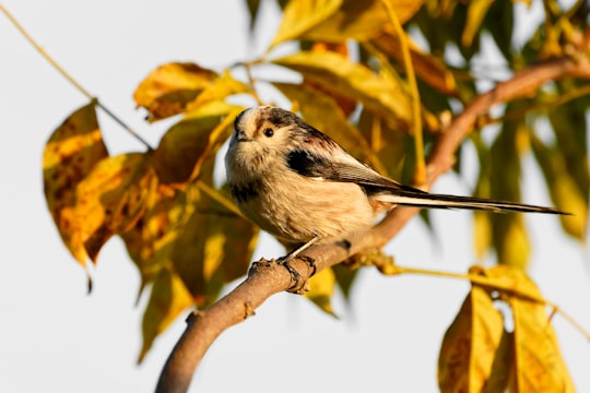 photo of Dinan Wildlife near Cap Fréhel Lighthouse