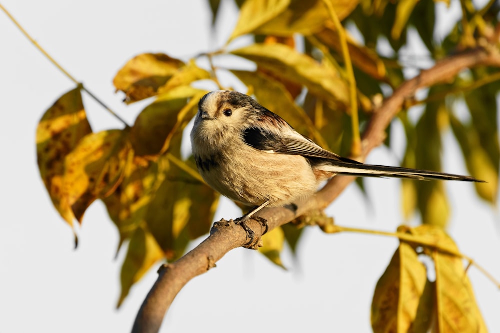 brown bird perching on branch