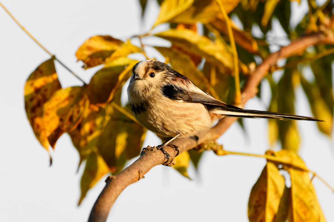 Wildlife photo spot Dinan Lancieux