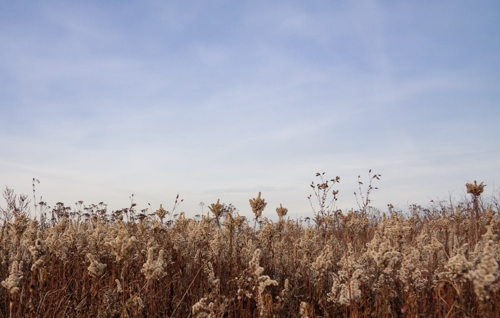 view photography of brown plant fields