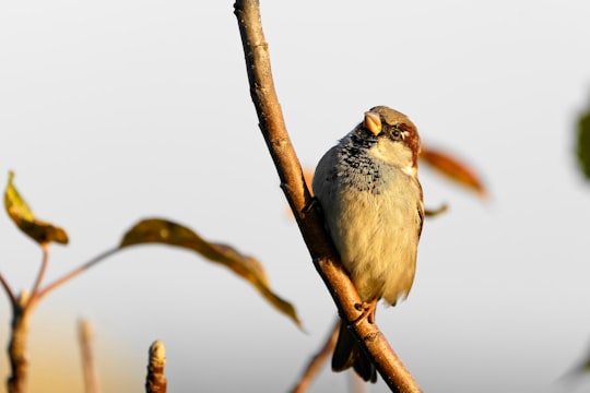 brown bird perching on stick branch in Dinan France