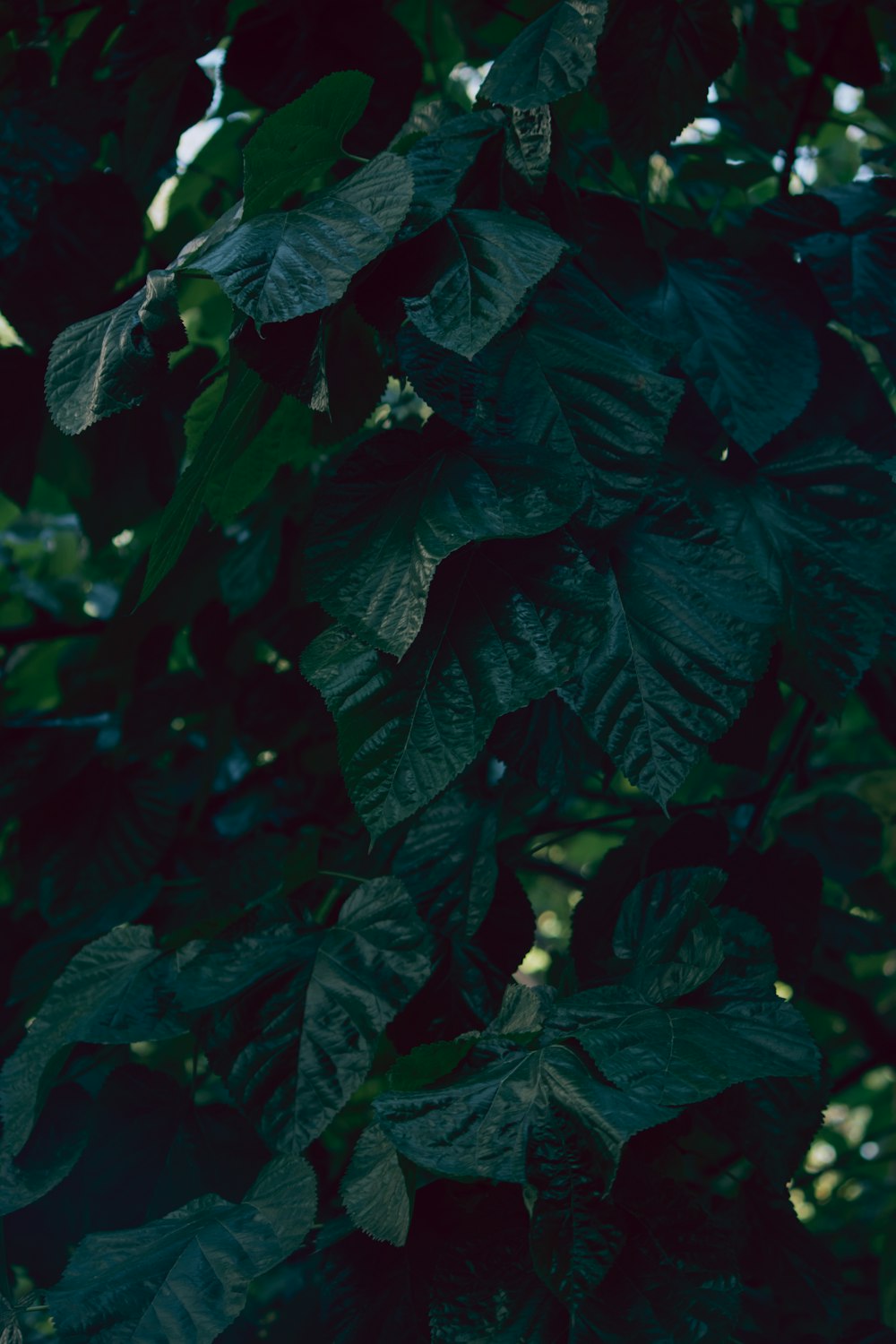 green tree leaves