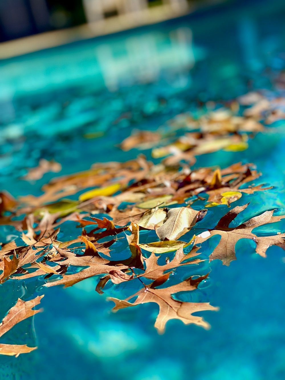 brown leaf floating on water