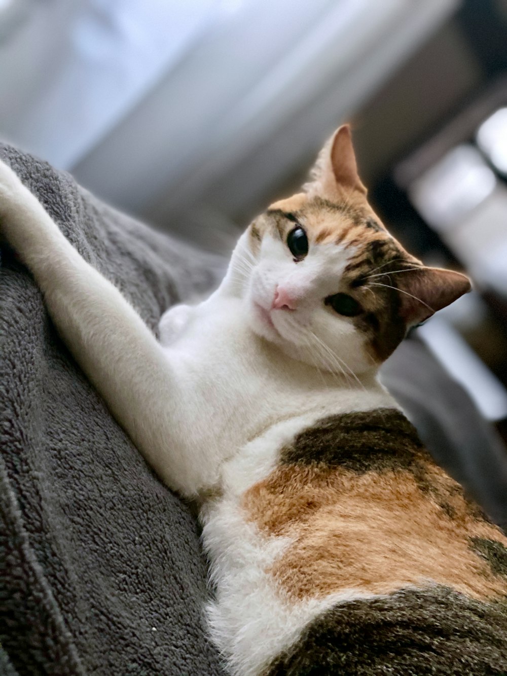 orange and white tabby cat lying on grey cushion