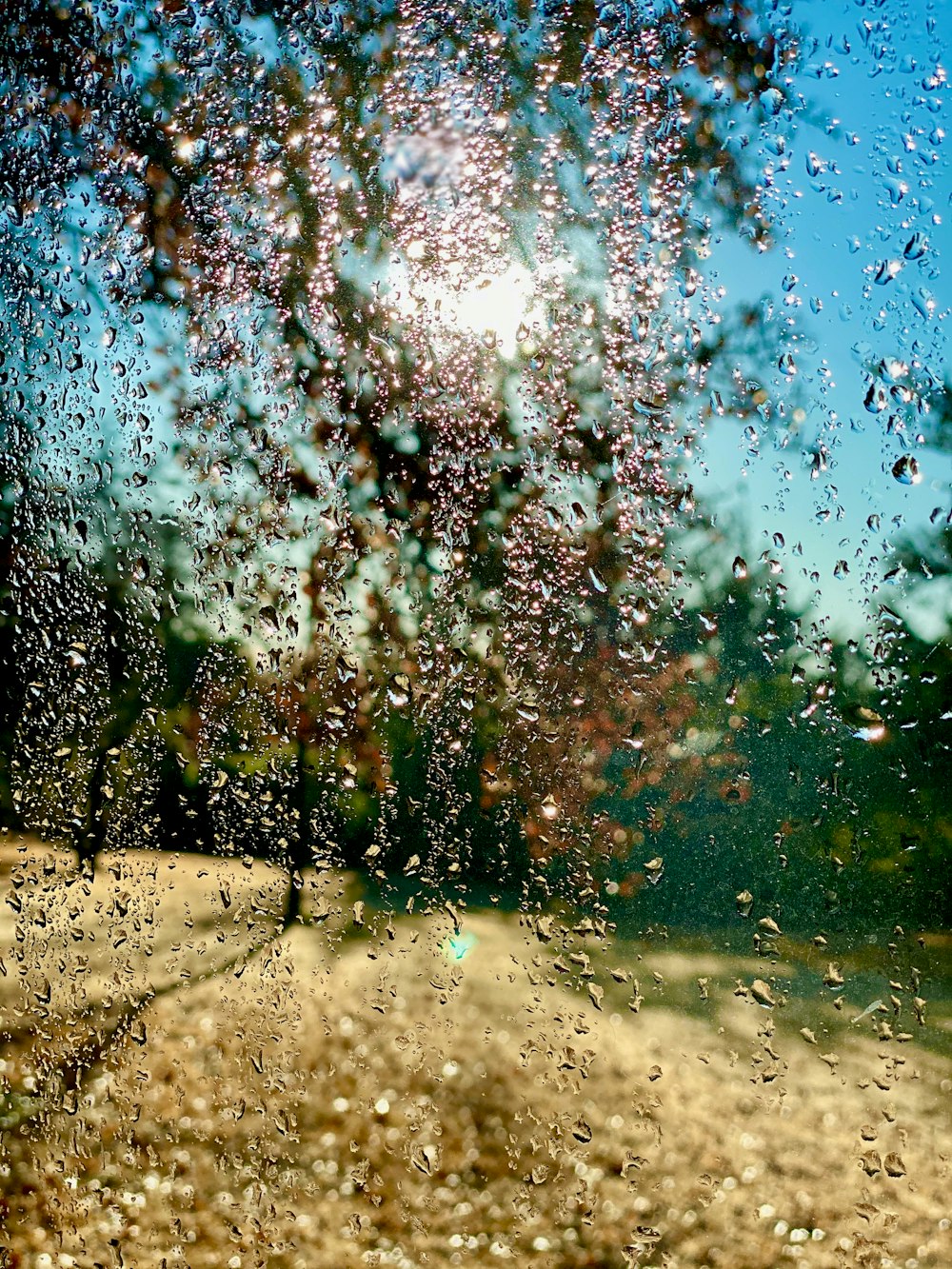 a view of a tree through a rain covered window