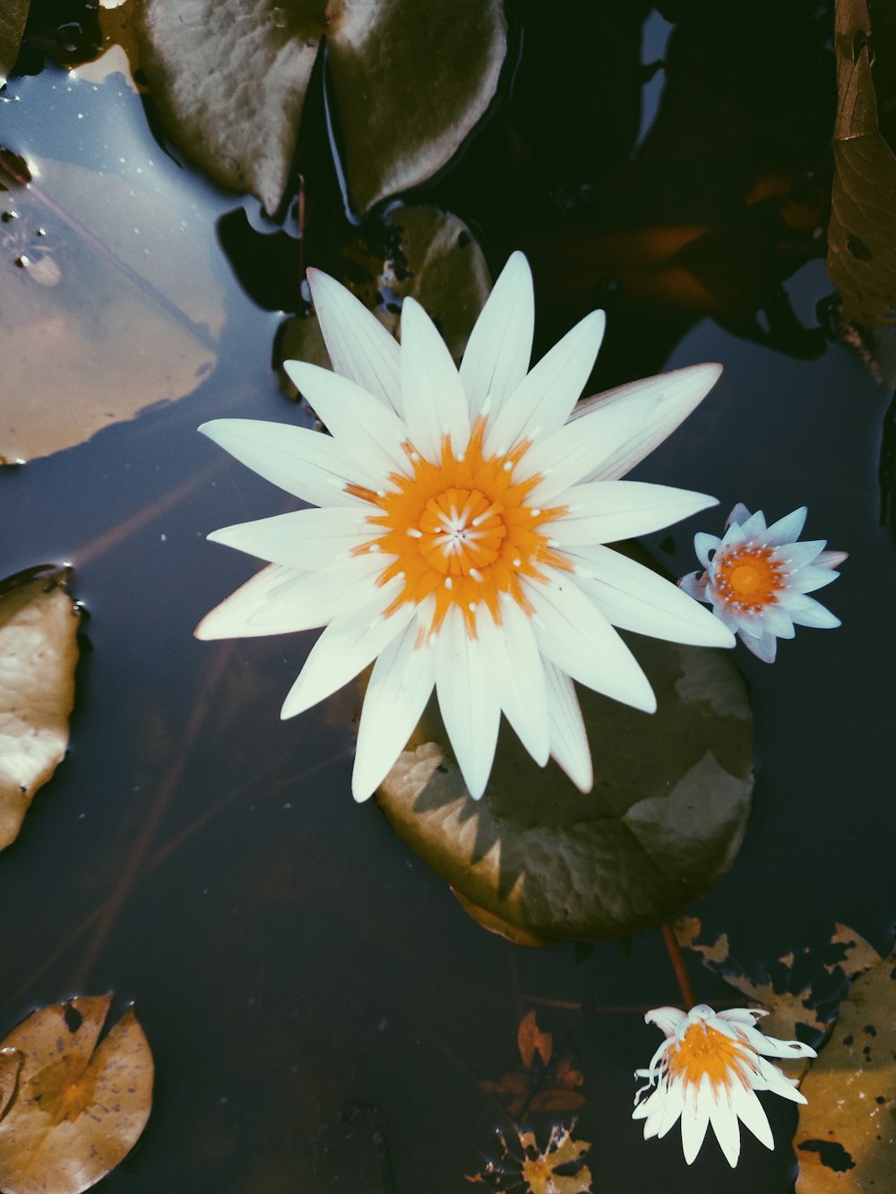 blooming white and orange petaled flower