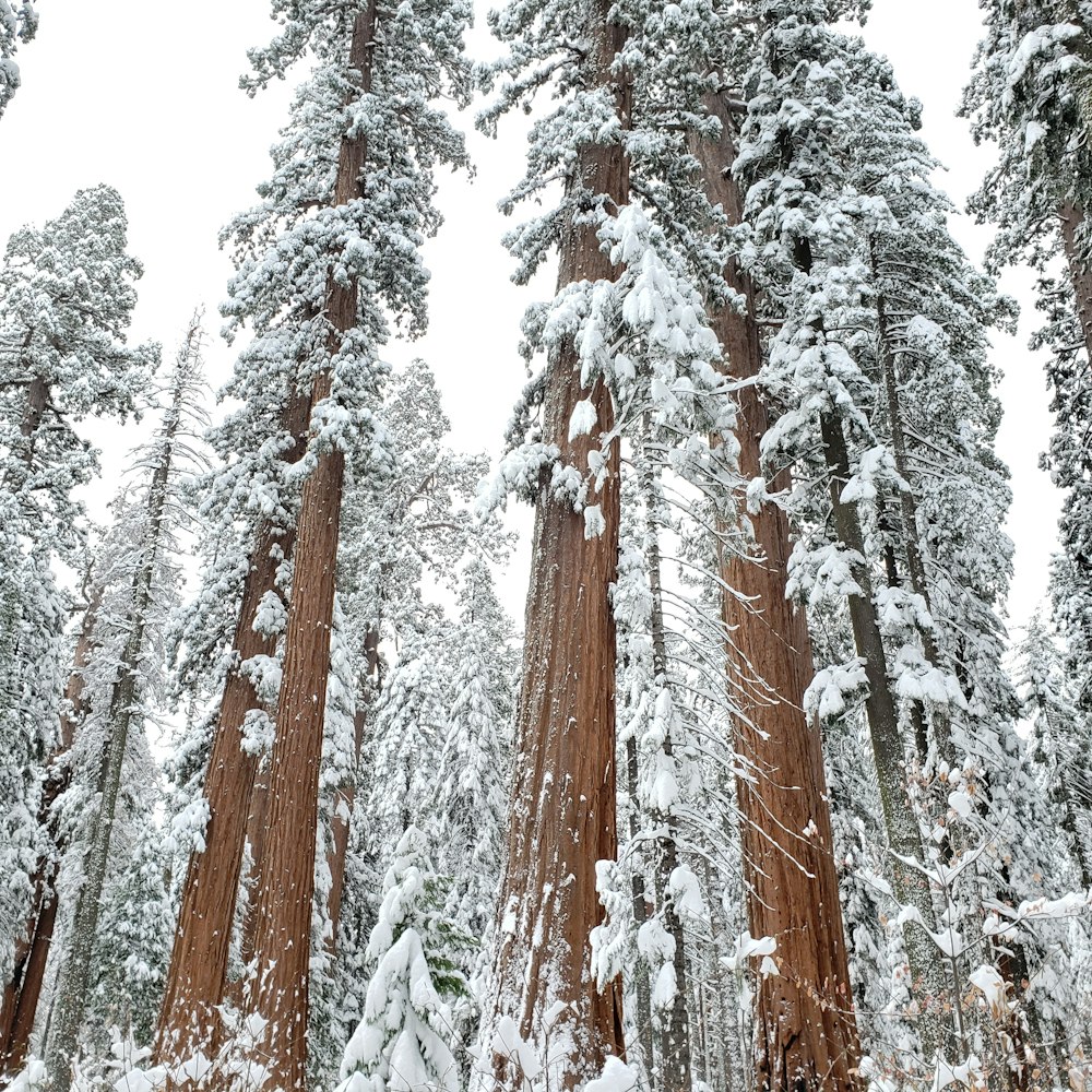 snowy tree