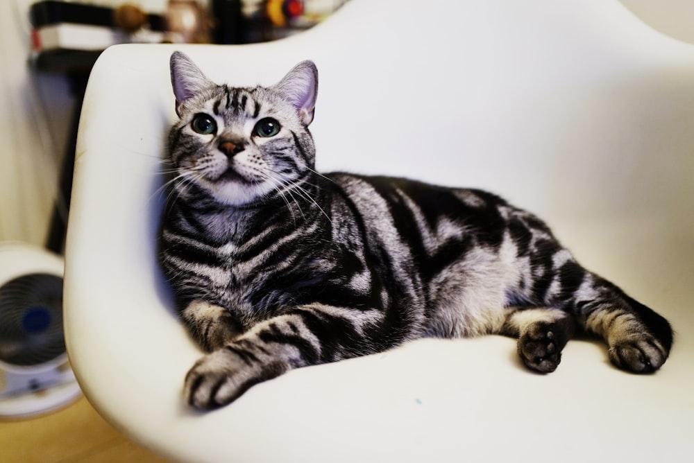 Silber getigerte Katze auf Stuhl liegend